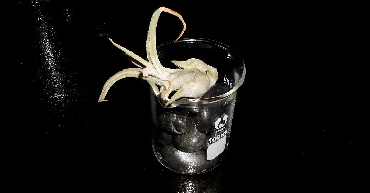 Tabletop plant at Alchemy Restaurant - West Seattle - image.