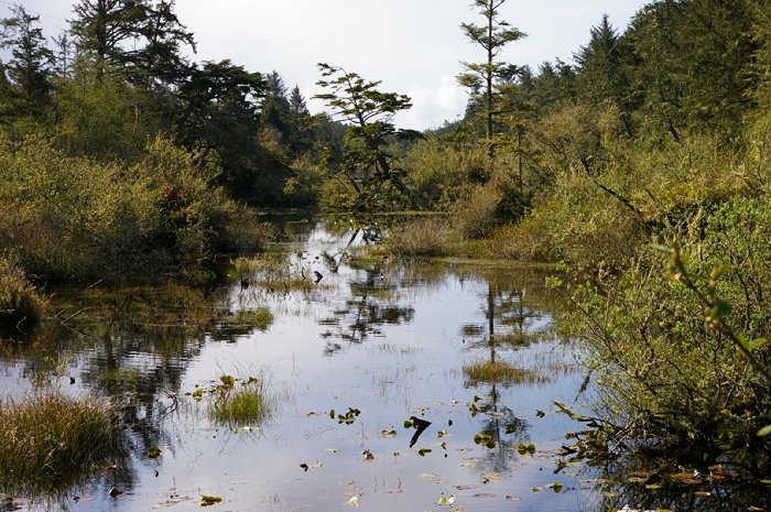 Backwaters and ponds of Ocean Shores.