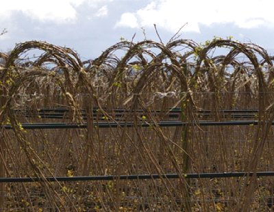 Raspberry plants north of Bellingham, Washington.