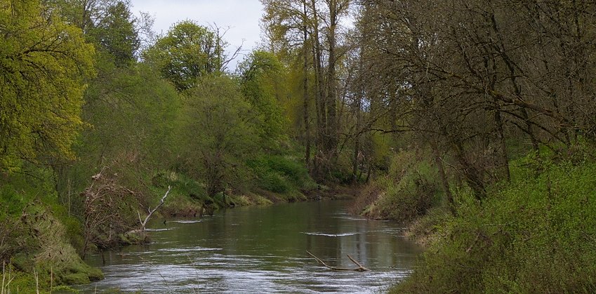 The Chehalis River in Lewis County near Chehalis, Washington.