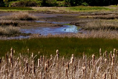 The Edmonds Salt Marsh in Edmonds, Washington