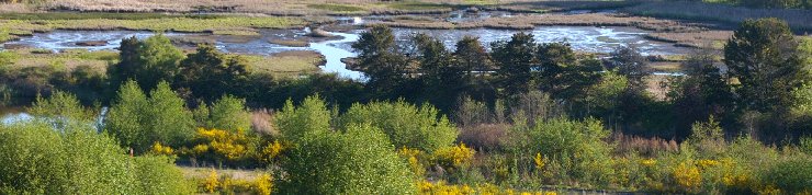 The Edmonds Salt Marsh in Edmonds, Washington.