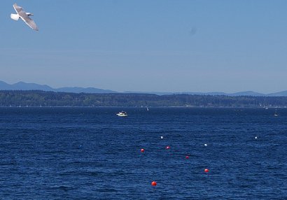 Looking down on the Edmonds Underwater Park in Edmonds, Washington.