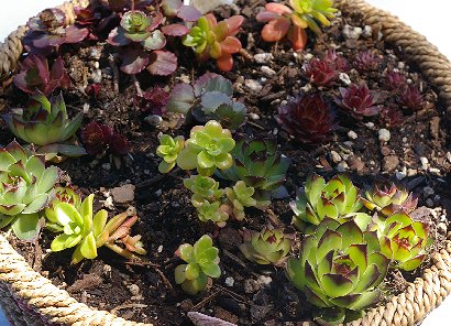 Succulents purchased at a plant sale in Edmonds, Washington.