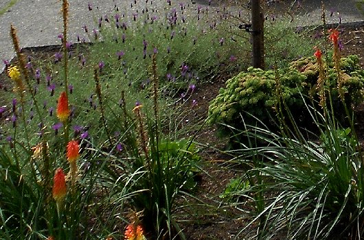 Flower garden outside Fergies On The Ave in Tacoma - image.