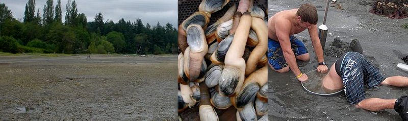 Wine, Clams, The Washington Huskies, and Geoduck on a trip to Shelton Washington, walter dacon winery, xinh's restaruant shelton, steven's restaurant shelton, oyster fest, geoduck, fried geoduck, harstine island, olympic penninsula, oysterfest shelton washington.