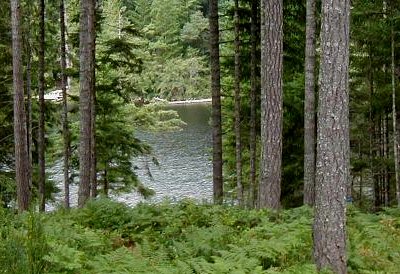 Trees and inlets dot the Olympia Penninsula on our Shelton Geoduck Adventure - photo.