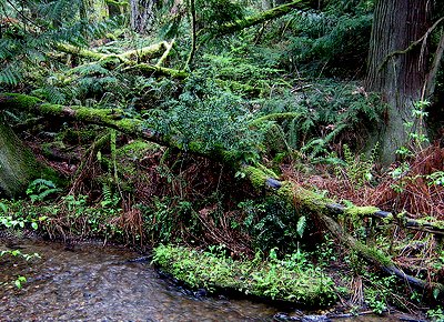 Wild forest views of the Olympic Penninsula on our Shelton Geoduck Adventure - photo.