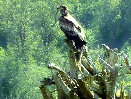 Young bald eagle at Nisqually, Washington - image.
