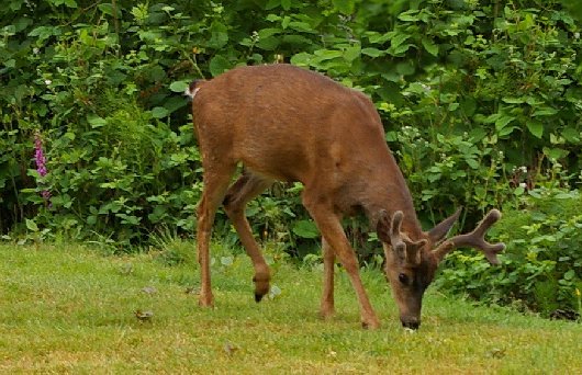 Young buck at the Doman Animal Preserve - Tacoma, Washington - image.