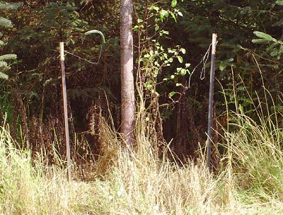 A once staked cherry tree in La Conner, Washington - Photo.