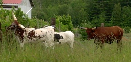 The latest residents of La Conner, longhorn cattle.
