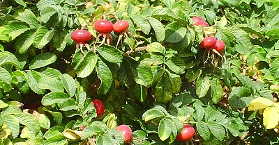 A rosehip hedge in La Conner, Washington - Photo.