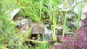 A small waterfall and pond greet visitors to the Dolce Plate.