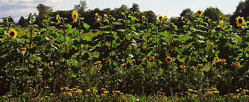 Sunflowers growing along the road in La Conner, Washington - photo.