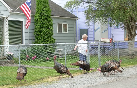 The Wild Turkeys of La Conner.