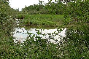 Wetlands in the sloughs.