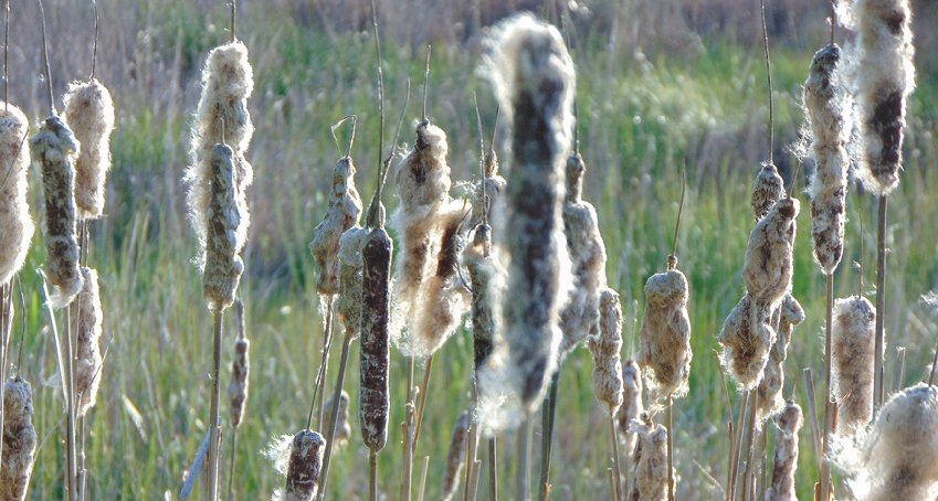 Cat tails from wetlands in Edmonds, Washington - image.