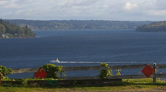 Old Madrona and scenic view - 2016 - Tacoma - image.