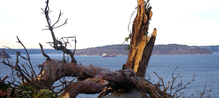 Old Madrona and scenic view - 2016 - Tacoma.