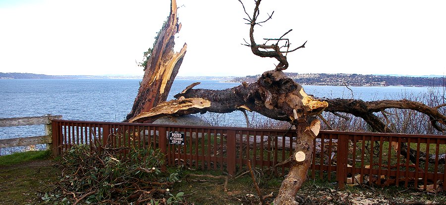 Old Madrona and scenic view - 2016 - Tacoma.