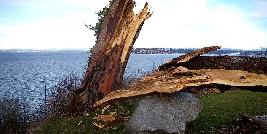 Old Madrona and scenic view - 2016 - Tacoma.