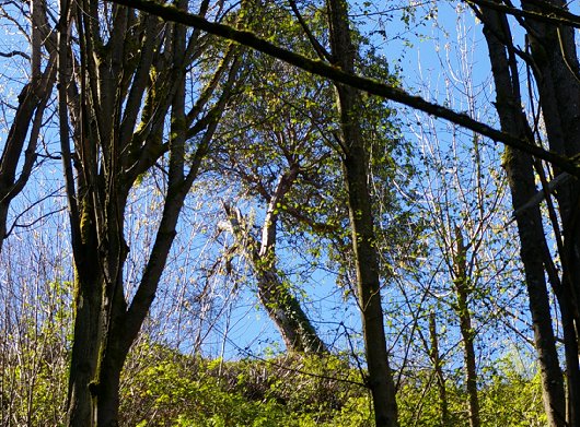 Old Madrona and scenic view - 2016 - Tacoma - image.