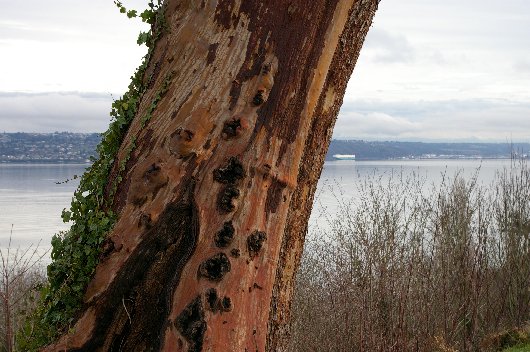 Old Madrona and scenic view - 2016 - Tacoma - image.