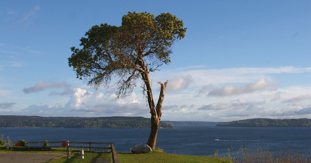 Old Madrona and scenic view - 2016 - Tacoma - image.