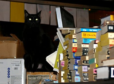 The quaint little book store kitty corner from the Harlequin in Olympia Washington - Photo.