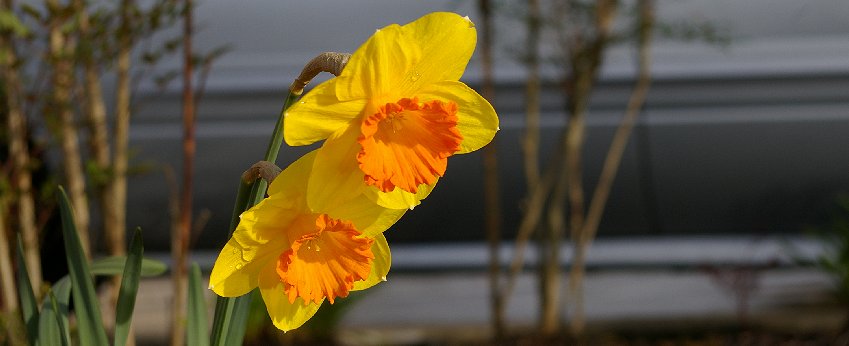 Daffodils growing near the entrance of the Fairfield Inn in downtown Puyallup - image.