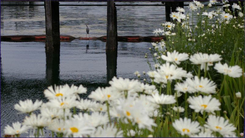 Flowers of downtown Port Orchard.