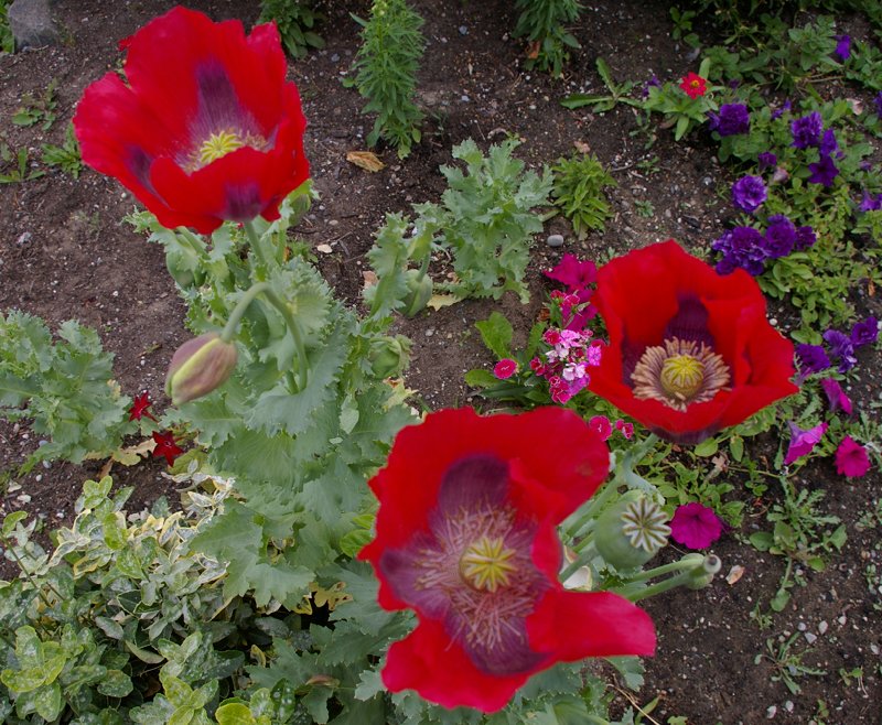 Flowers of downtown Port Orchard.