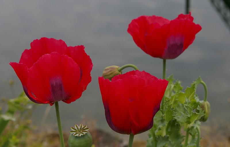 Flowers of downtown Port Orchard.