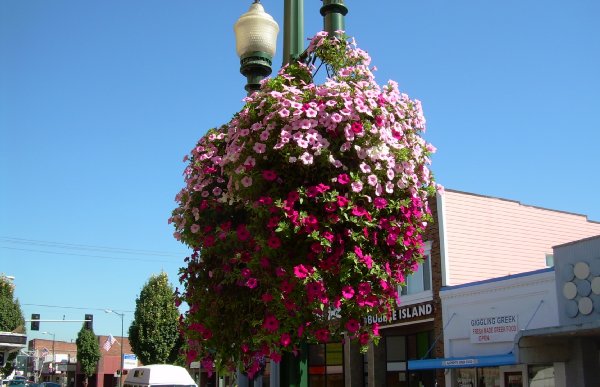 A flower basket on the
 streets of Puyallup.