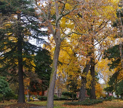 Denny Park in downtown Seattle - image.