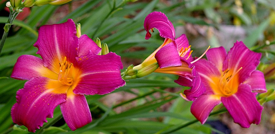 Day Lilies greet us on our return home.