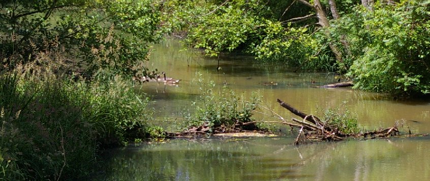 The Black River Reparian Forest in Renton, Washington.