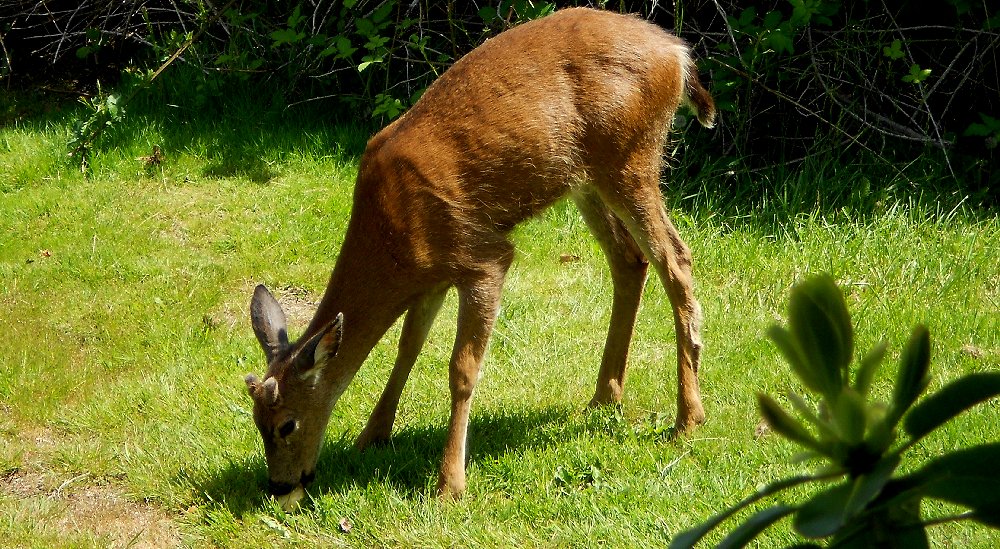 A hungry young buck on a beautiful spring day in Tacoma - image.