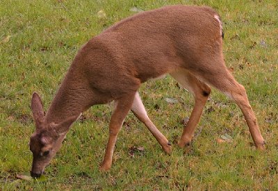 Washington deer.
