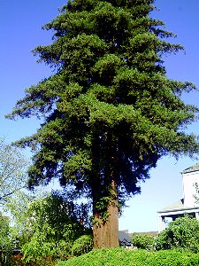 An old cedar across the street from The Villas Bed and Breakfast Tacoma, Washington - Photo.