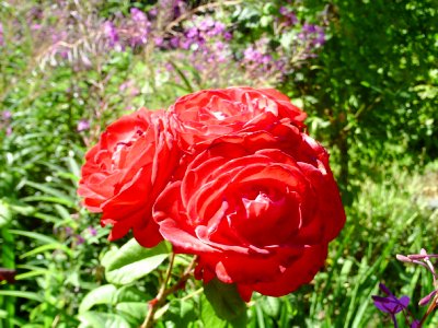 Roses from the garden at The Villas Bed and Breakfast Tacoma, Washington - Photo.