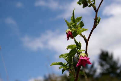 Wild flowering plant.