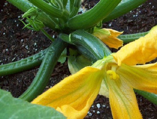 Tacoma zucchini plant - image.