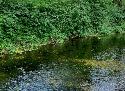 Clover Creek - image.