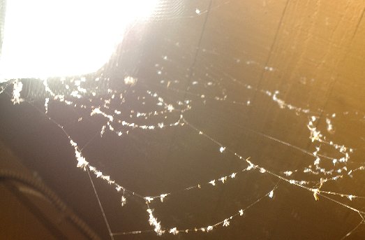Spiderweb at Shenanigans Restaurant on Ruston Way in Tacoma - image.