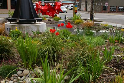 A rain garden in Centralia, Washington.