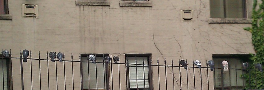 Pigeons outside the Dahlia Bakery in Seattle wa washington.