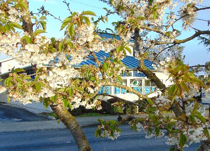 Pear blossoms along Meridian in Puyallup, Washington.