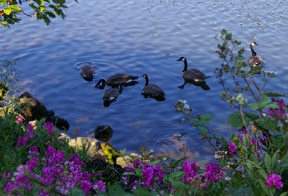 Geese swiming in Chambers Bay, Washington.